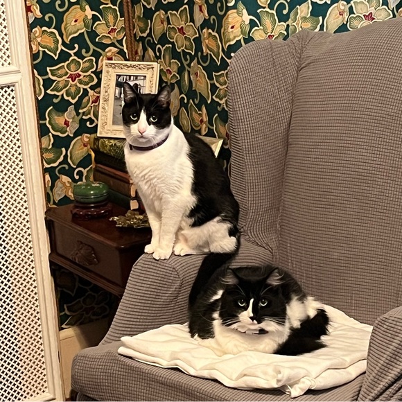 Meet your Posher, Virginia - Picture 4 of 4